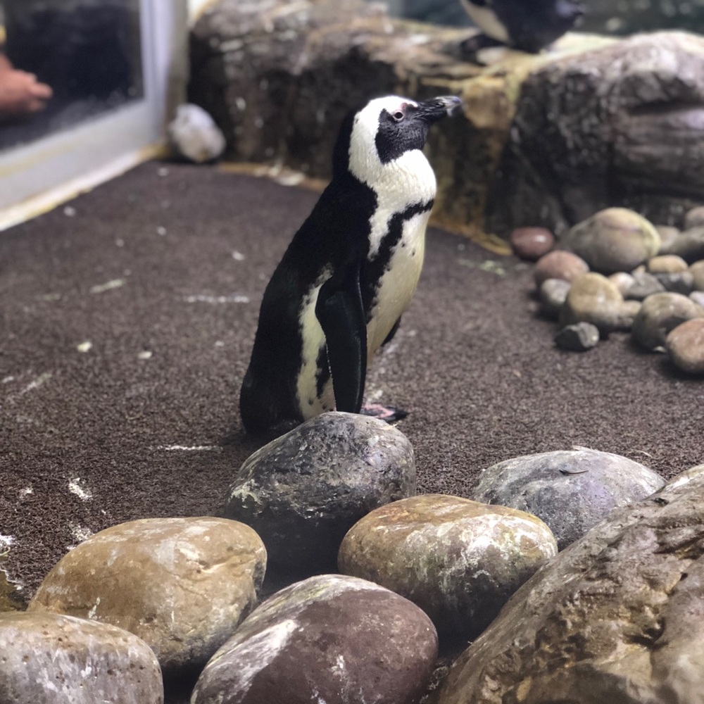 Meet your Posher, Michael